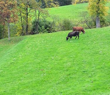 Borzonasca Apartment | Ca du Bensa