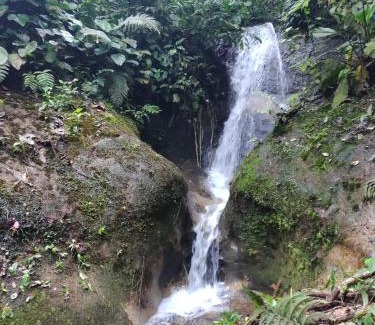 Quebrada La Gamba House | Cabaña En El Bosque
