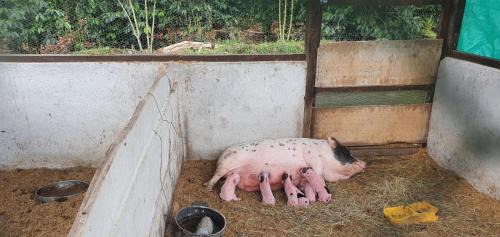 Pitalito House | Cabaña la guitarra