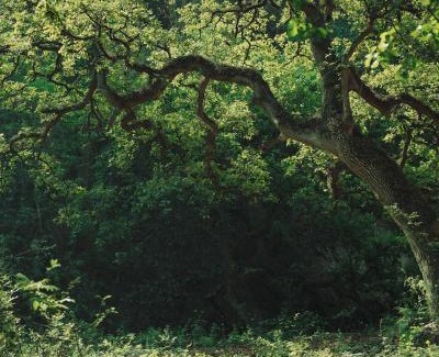Monterrey Municipality Ski Chalet | Cabañas Cascada del Barro