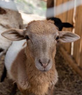 Monterrey Municipality Ski Chalet | Cabañas Cascada del Barro