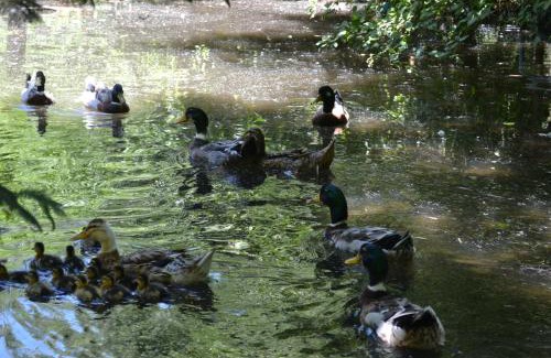 Salto del Laja Apartment | Cabañas Parque Salto del Laja