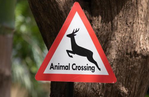 Arusha Apartment | Camp Davis