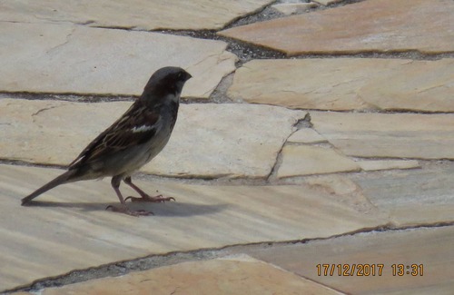 Nazare Paulista House | Canceled ad