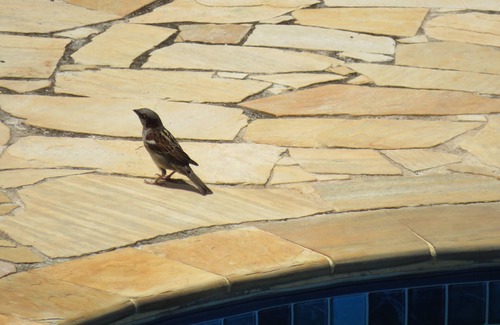 Nazare Paulista House | Canceled ad