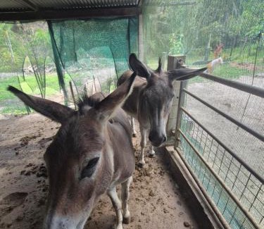 Roura Other | Carbet à la ferme Molokoï attitude