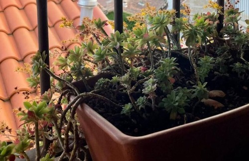 Pedro Bernardo House | Casa Artista: Beautiful house in the heart of Pedro Bernardo