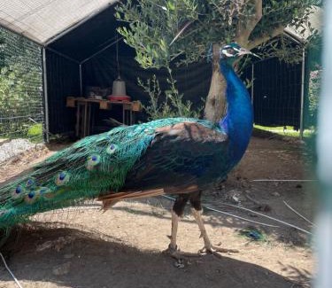 Mosteiro House | Casa de Lamaçais