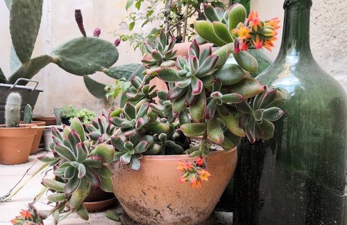 Ortigia Apartment | Casa del Carmine