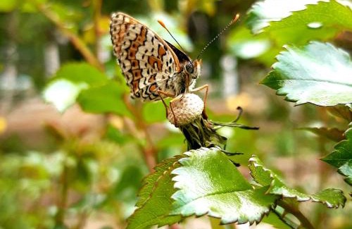 Ramet House | Casa Jax