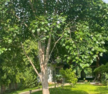 Chau Duc House | Casa Khang - a peaceful cottage close to HCMC
