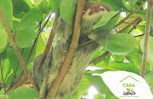 Barrio Palermo House | Casa LaBuCo