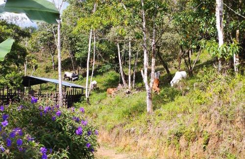 Potrero Grande House | Casa Las Gemelas