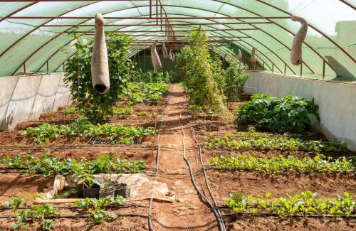 Had Dra House | CASA MISASHA nature, calme, bio et vos repas préparés par notre cuisinière