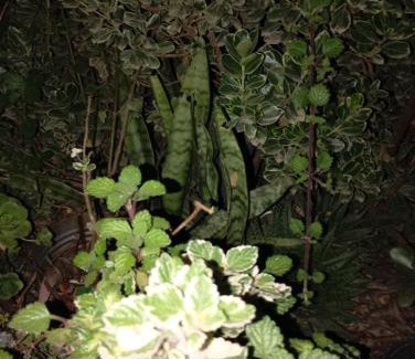 Balneario Buenos Aires House | Casa Prana