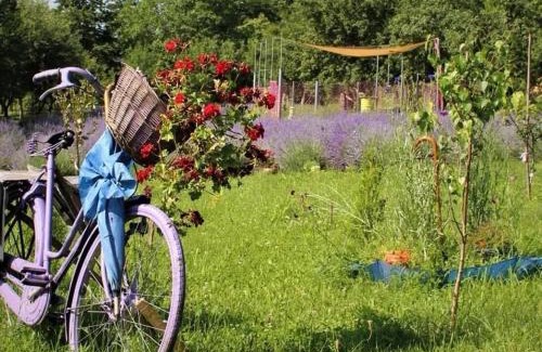 Campina House | Casa rurală cu livadă LavAndra