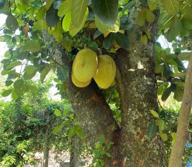 Sao Pedro House | Chácara Andorinhas São Pedro SP