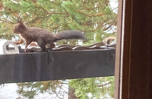 Pyrenees 2000 Ski Chalet | Chalet 4/5 people in Pyrénées 2000 in a pine glade near Font Romeu