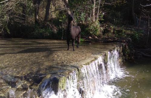 Cros Bed & Breakfast | Chambre Cévennes: Piscine, lamas, rivière