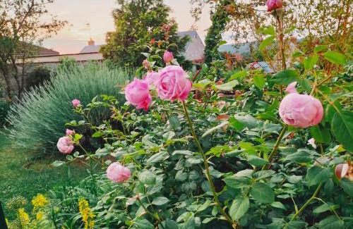 Magneux Bed & Breakfast | Chambre Hortense