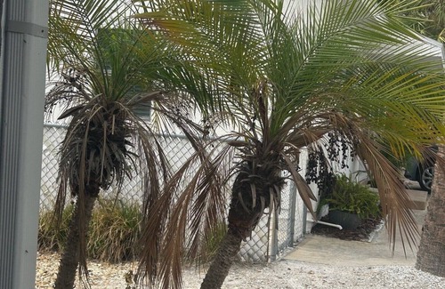 Redington Shores Cottage | Charming 1-bedroom1 -bath Place 100 steps to the beach Redington Shores, FL