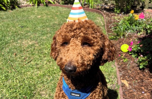 Oak Park Cottage | Charming Santa Barbara Cottage
