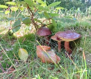 Abertamy Ski Chalet | Chata Plešivka