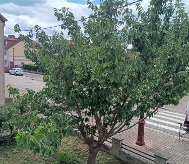 Sarralbe House | Chez mamie