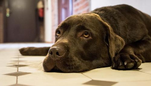 Lunz am See Apartment | Chez Pierre