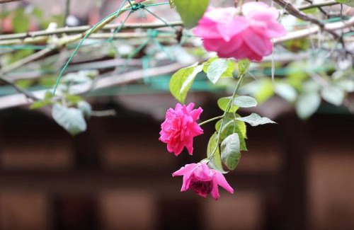 Son Tay House | Chicken's house- Đường Lâm Homestay