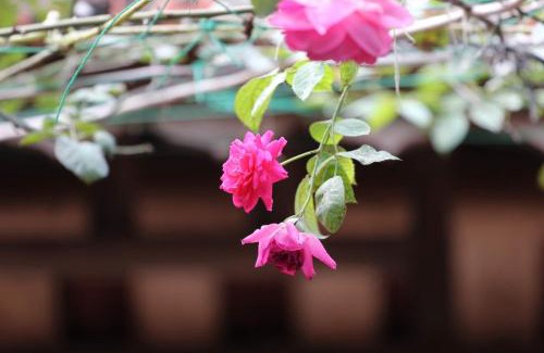Son Tay House | Chicken's house- Đường Lâm Homestay