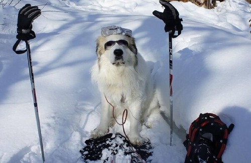 Shinano Hotel | Classic Original fullcourse dinner and breakfas/Kamiminochi-gun Nagano