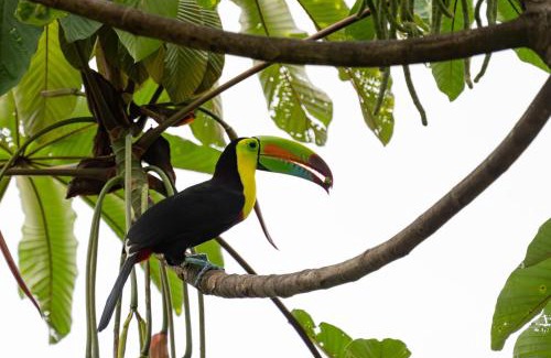 Sarapiqui Ski Chalet | Coco Cabana in the Jungle