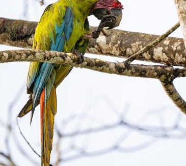 Sarapiqui Ski Chalet | Coco Cabana in the Jungle