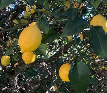 Merrivale Apartment | Country Escape in Birnamwood