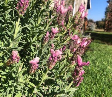 Merrivale Apartment | Country Escape in Birnamwood