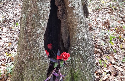 St. Augustine RV Rental | Country Farm Cottage @ Casa deCheval Chateaux- St Augustine