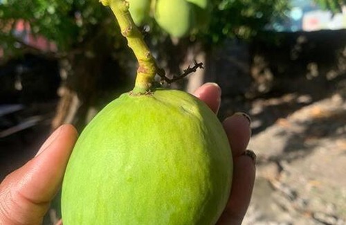 Ealing Grove House | Coville - 3 BDR home in Oistins near Miami Beach