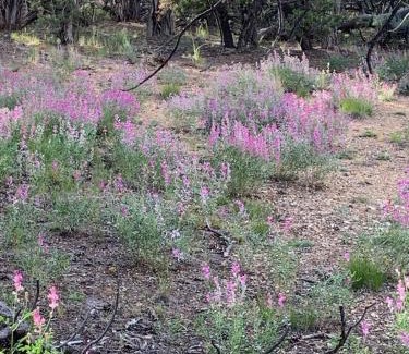 Duchesne Other | Cozy Bell Tents Excellent for a Glamping Experience and Hiking in Duchesne, Utah