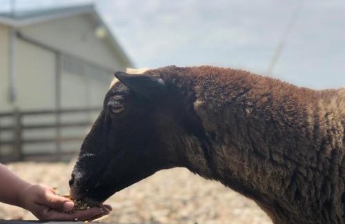 Horse Cave House | Cozy Farmhouse near Mammoth Cave on 45 acre farm
