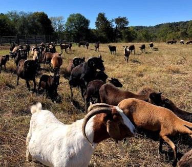 Horse Cave House | Cozy Farmhouse near Mammoth Cave on 45 acre farm