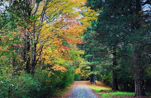 Stokes Cabin | Cozy Historic Cabin!