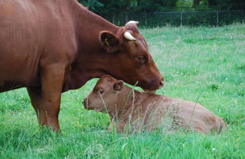 Winterswijk - Brinkheurne House | Cozy lodge with dishwasher in a holiday park in the Achterhoek