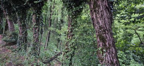 Likani Ski Chalet | Cozy Wooden House in Shrosha, Imereti