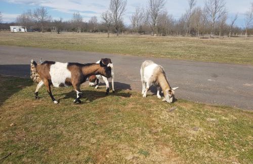 Csabrendek Apartment | Csillagmajor