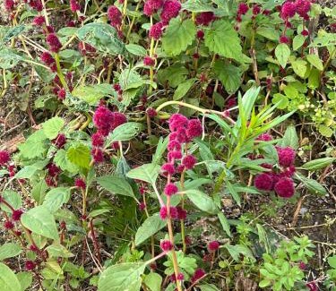 Salgotarjan Apartment | Csokonai Apartman