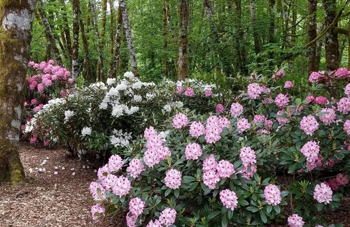 Lewis County House | Custom Built Log Home - We now have internet and wifi throughout the house.