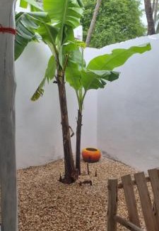 Jambiani Cabin | Daya House karibu