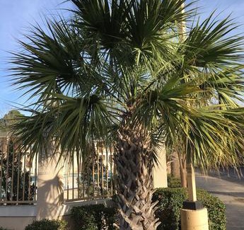 Nacogdoches Hotel | Days Inn by Wyndham Nacogdoches/SFA University/Downtown