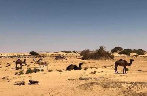 Bawati Hotel | Desert Safari Home
